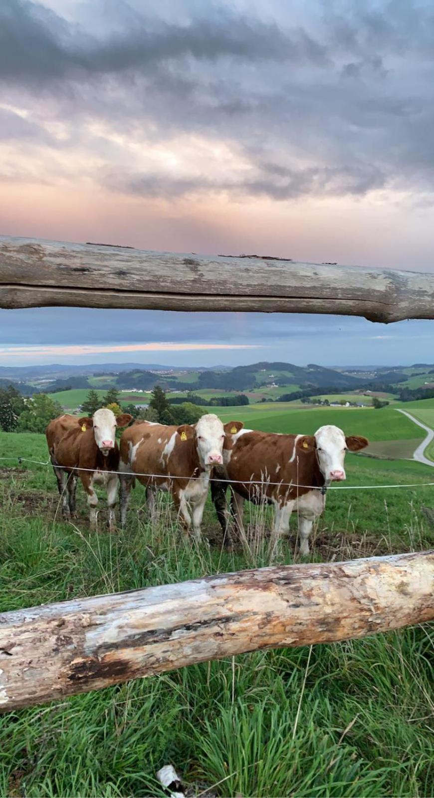 Ferienwohnung Im Muehlviertler Panorama Vierseithof Lembach im Mühlkreis Dış mekan fotoğraf